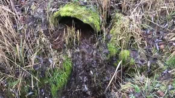 大自然中的旧污水管道视频的预览图