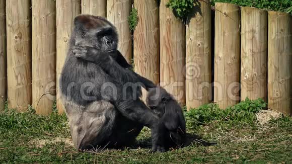 动物园里带着孩子的大猩猩妈妈视频的预览图