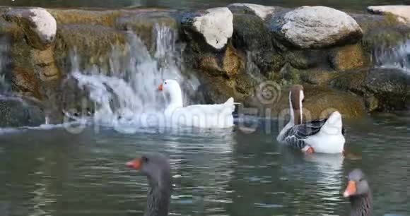 美丽的鸭子试图用她的小橙色腿在多云的水中游泳视频的预览图