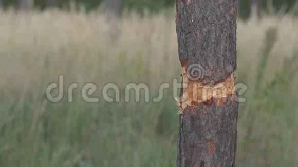 损坏的树皮视频的预览图
