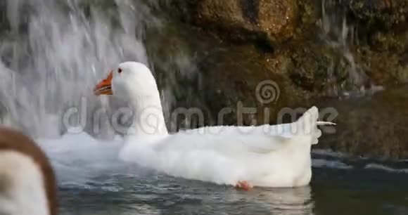 白色美丽的鸭子试图和她的小橙色腿在多云的水中游泳视频的预览图