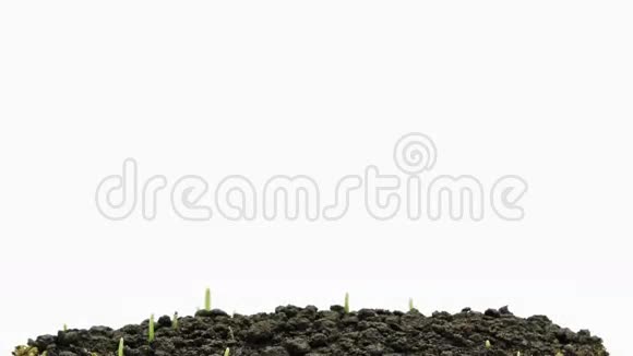 新青草的加速生长视频的预览图
