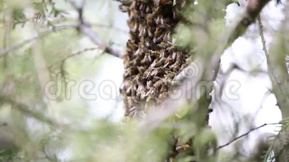 快乐的蜜蜂在树上和人一起玩春天视频的预览图