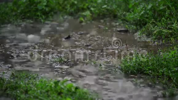 雨中草地上的水坑特写视频的预览图