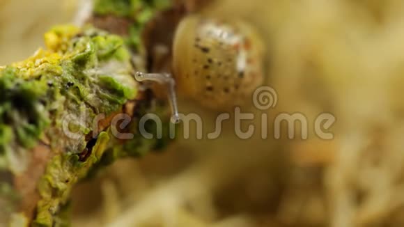 一只小蜗牛的眼睛视频的预览图