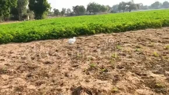 一只白色的鹭鸟在缓慢飞行视频的预览图