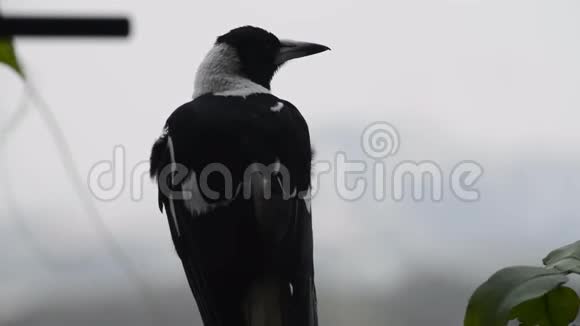 澳大利亚喜鹊栖息在林火烟雾中视频的预览图