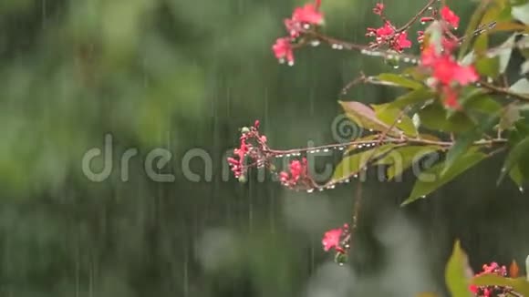雨天和盛开的花朵自然之美视频的预览图