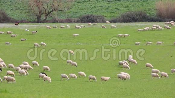 放羊成群的羊在吃草视频的预览图