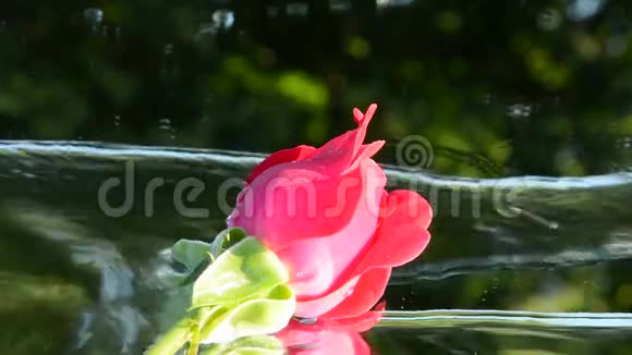 情玫瑰与瀑布视频视频的预览图