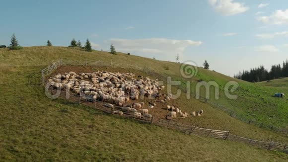 山坡上成群的羊视频的预览图