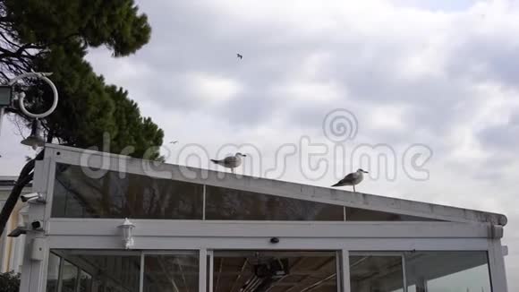 海鸥坐在屋顶上视频的预览图