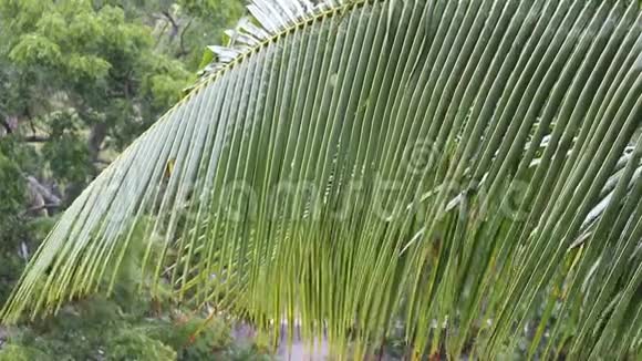 棕榈树被雨淋湿了视频的预览图