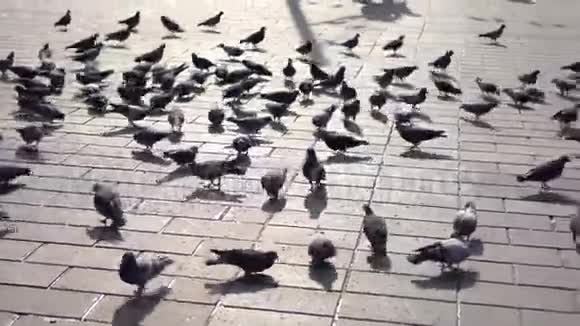 广场上的鸽子飞起来视频的预览图