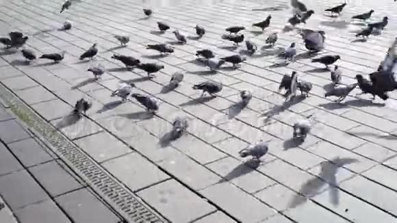 广场上的鸽子飞起来视频的预览图