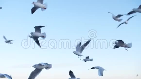 海鸥慢悠悠地飞翔视频的预览图