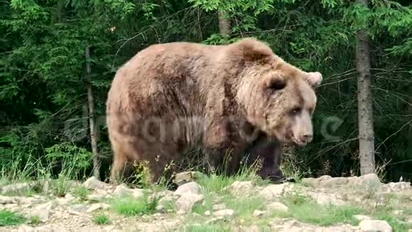 泰加的棕熊视频的预览图