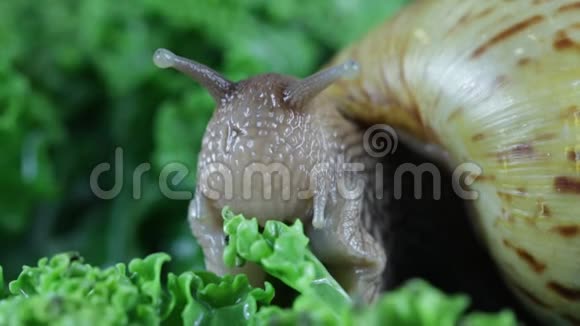 蜗牛吃沙拉视频的预览图