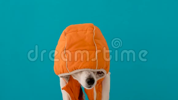 穿外套带帽子的小狗视频的预览图