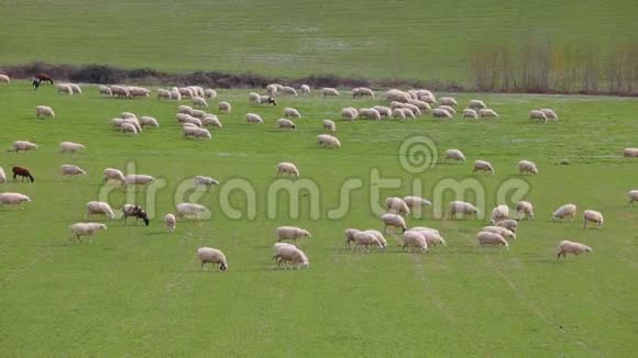 放羊成群的羊在吃草视频的预览图