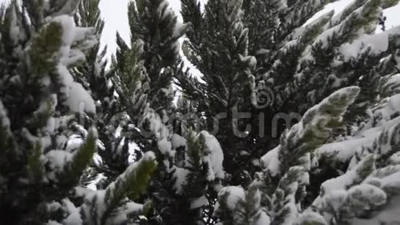 在松叶上下雪视频的预览图