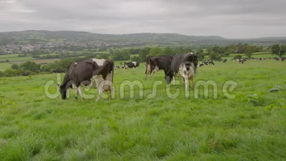 奶牛在长满青草的山坡上视频的预览图