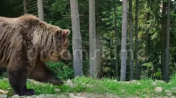 泰加的棕熊视频的预览图
