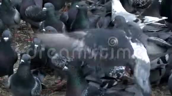 自然中的鸽子视频视频的预览图
