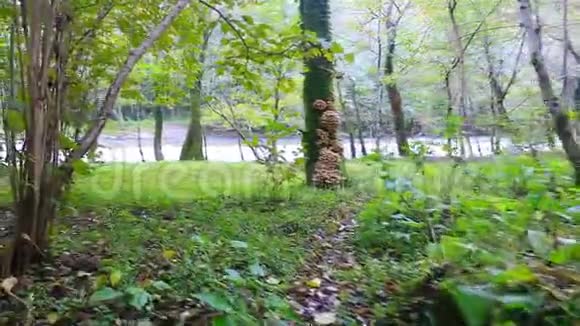 观赏树上生长的蘑菇视频的预览图
