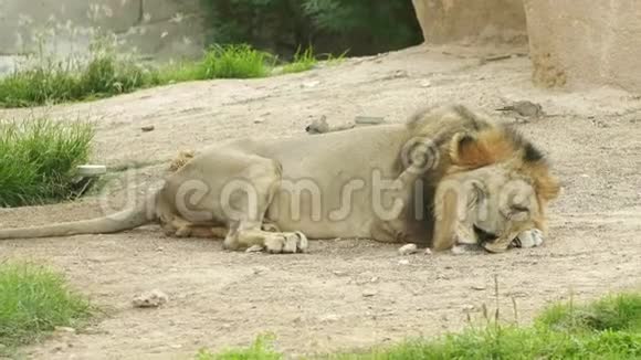 一只瘦狮子睡在动物园里视频的预览图