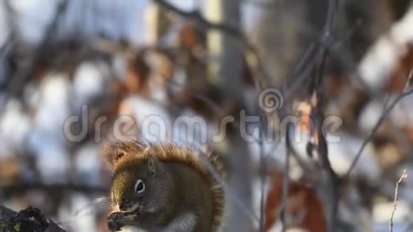松鼠在寒冷的日子吃午饭视频的预览图