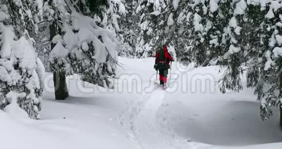 一位游客在雪树间散步视频的预览图