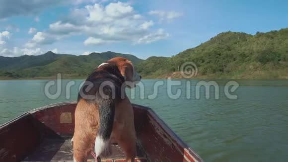 小猎犬在船上飞着耳朵视频的预览图