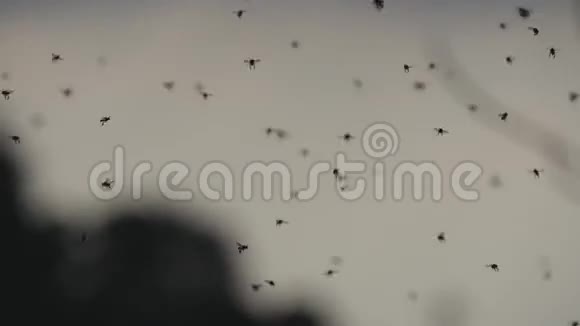 夏天成群的蚊子在飞自然界中的飞虫在日落的夏日天空闭合视频的预览图