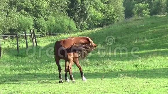 马在草地上自由奔跑慢动作视频的预览图