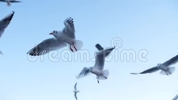 海鸥慢悠悠地飞翔视频的预览图