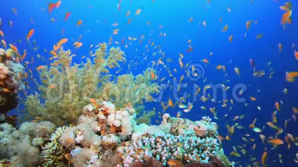 水下环境视频的预览图