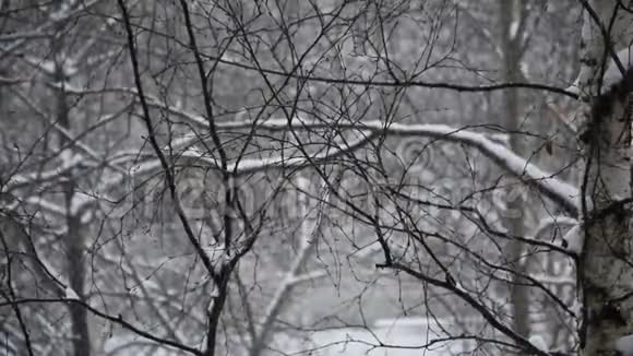 落在树上的雪视频的预览图