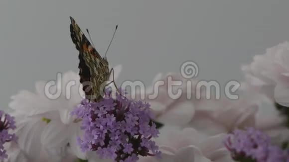 蝴蝶健身操视频的预览图