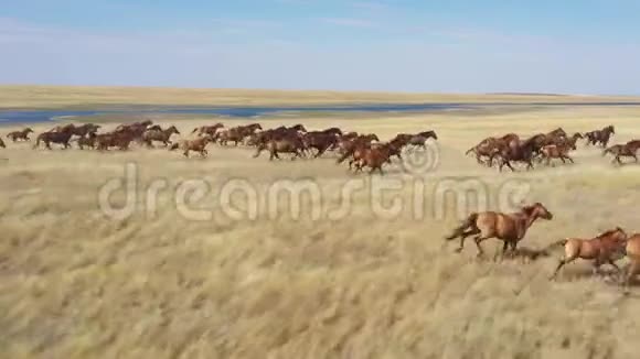 野马草原上驰骋的野马鸟瞰视频的预览图