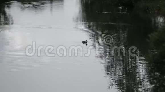 野鸭在湖上游泳视频的预览图