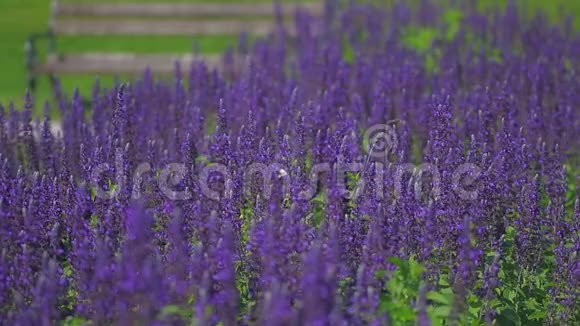 紫草花视频的预览图