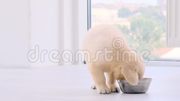 小狗吃食物视频的预览图