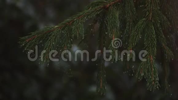 松树上的雨滴视频的预览图