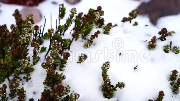寒冷的天气和植物视频的预览图