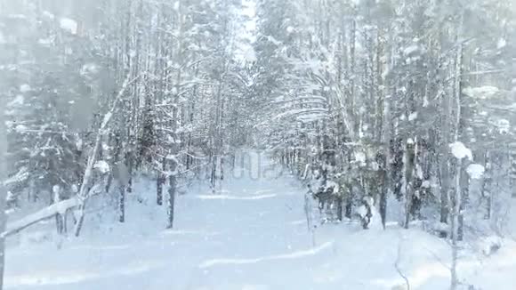 冰封的冬季森林茂密森林茂密降雪和阳光明媚视频的预览图