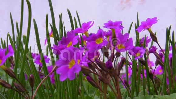 蜜蜂和紫色的花视频的预览图