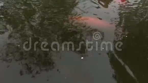 锦鲤池塘沿岸的鸭嘴兽视频的预览图