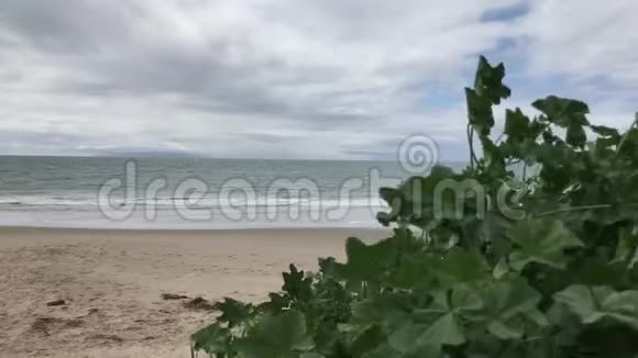 一般植物吹在中风沿加州海滩4K30英尺视频的预览图