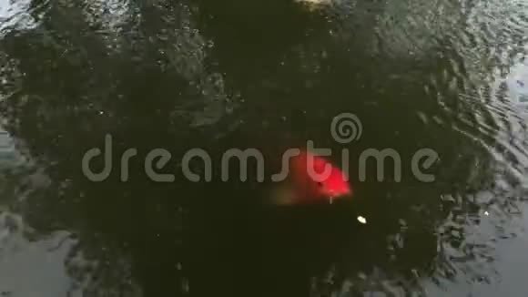 好奇的大型锦鲤食物表面4K30fps视频的预览图